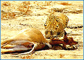 Leopard of Corbett National Park