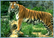 Tiger of Ranthambhore National Park